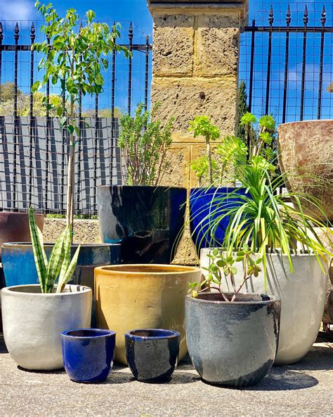 Choosing the Perfect Plants to Complement Your Space and Lifestyle