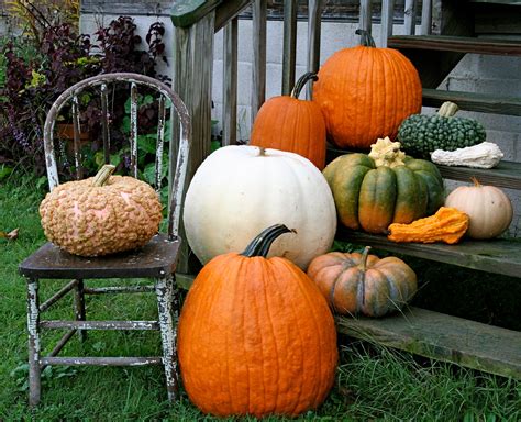 Choosing the Perfect Pumpkin Variety for the Garden