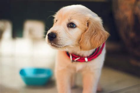 Choosing the Perfect Puppy: Factors to Consider Before Bringing Home a New Best Friend