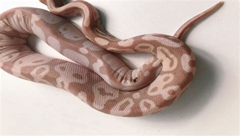 Choosing the Perfect Python Breed: An Exploration of the Diverse World of Pythons