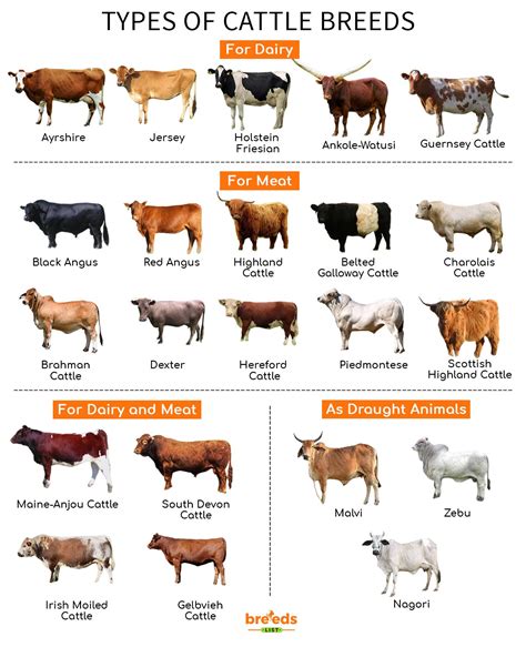 Choosing the Perfect Small Bovine Breed