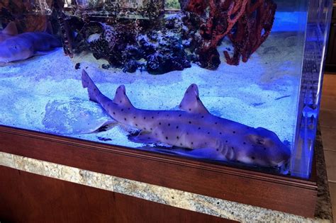 Choosing the Perfect Species of Shark for Your Home Aquarium