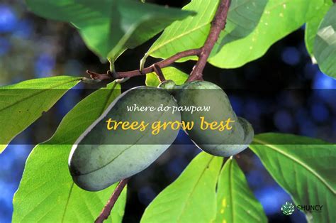 Choosing the Perfect Spot: Optimal Growing Conditions for Pawpaws