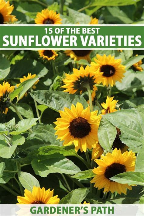 Choosing the Perfect Sunflower Varieties for Your Garden