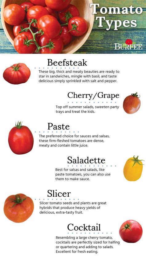 Choosing the Perfect Tomato Varieties for Your Garden