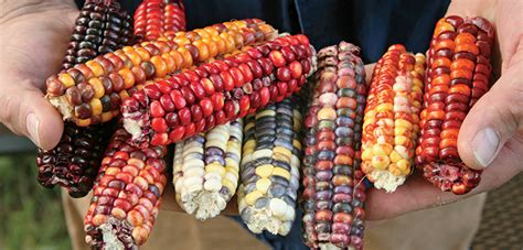 Choosing the Perfect Varieties for Your Corn Crop