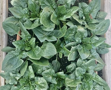 Choosing the Perfect Variety: A vital step towards a thriving spinach harvest