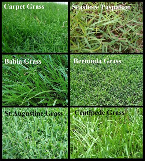 Choosing the Perfect Variety of Lawn Grass for Your Outdoor Space