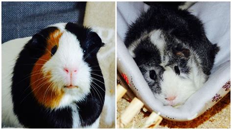 Choosing the Perfect Young Guinea Pig: Tips for New Pet Owners