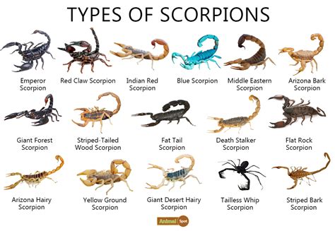 Choosing the Right Scorpion Species