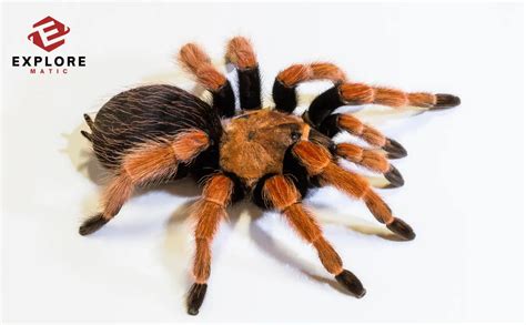 Choosing the Right Tarantula Species: A Guide for Beginners