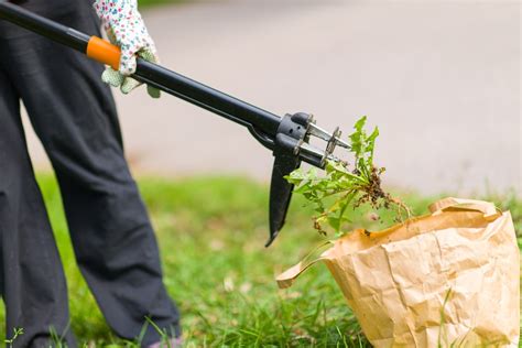 Choosing the Right Tools for Effective Weed Removal