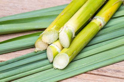 Choosing the Right Variety: Understanding Different Types of Sugarcane