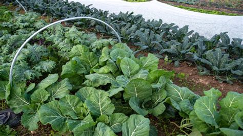 Choosing the Right Vegetables: Considering Climate and Personal Preferences