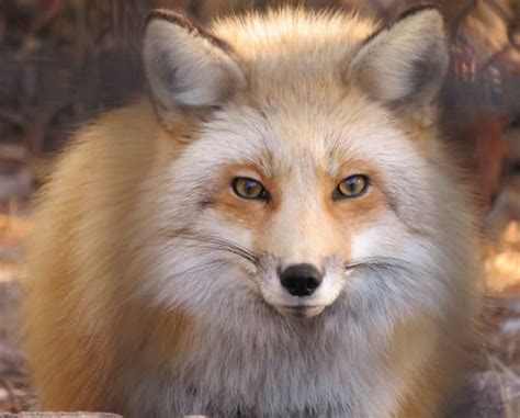 Choosing the right breed: Different types of domesticated foxes