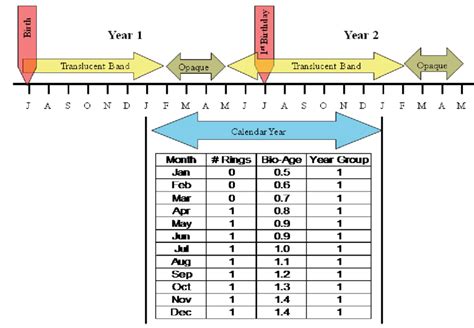 Christina Carera's Birthdate and Number of Years on Earth