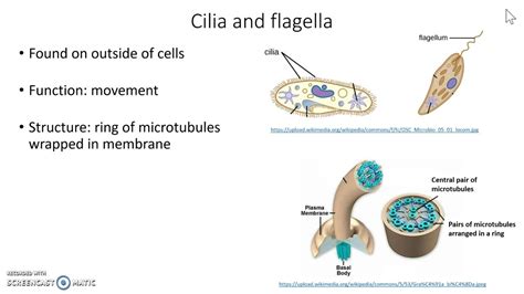 Cilia De Lux's Philanthropic Work and Causes