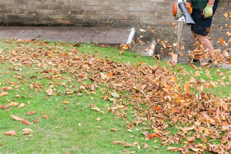 Clearing Leaves: Essential Steps for a Pristine Outdoor Space