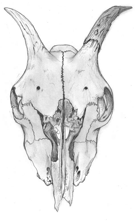 Clearing up Misunderstandings about the Enigmatic Obsidian Caprine Cranium