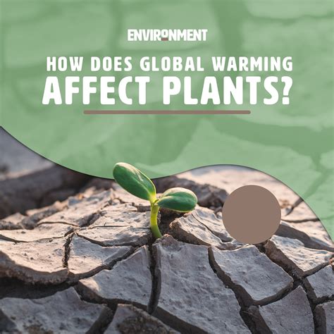 Climate Change Impact: The Effect of Global Warming on Plant Extinction