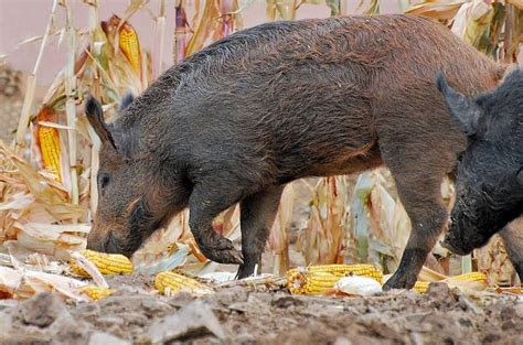 Close Calls and Unforgettable Stories: Surprising Encounters with Feral Swine