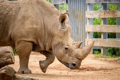 Close Encounter: Engaging with the Unrestrained Nature of a Rhino