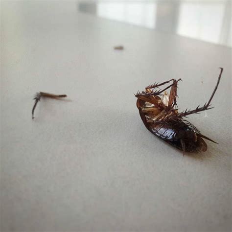 Cockroach Infestations in Real Life and Their Reflection in Dreams