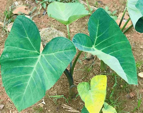 Cocoyam Leaves: A Feast for the Senses