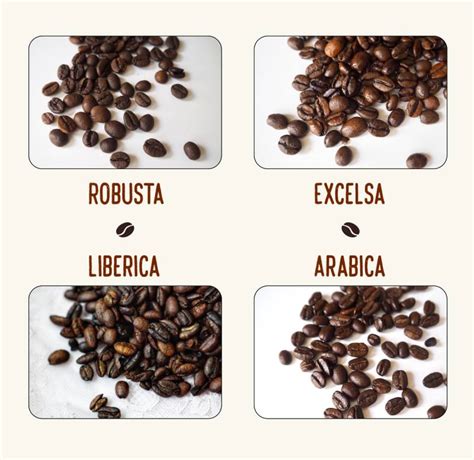 Coffee Species: Discovering the Rich Diversity of Coffee Beans