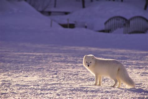 Cold Climate Wildlife: Unveiling the Enigma of Arctic Fauna