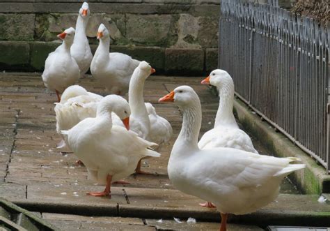 Common Dream Scenarios Involving Geese and Their Interpretations