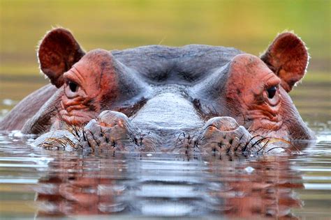 Common Dreams Involving Hippos and Water: Interpreting Similar Patterns