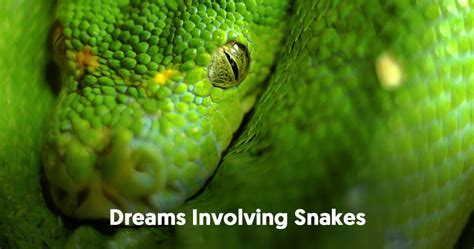 Common Emotions and Reactions Associated with Dreams Involving Auditory Perception of a Serpent