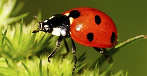 Common Factors Resulting in Experience of Ladybirds Beneath the Epidermis