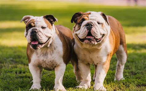 Common Health Concerns for Albino Bulldogs