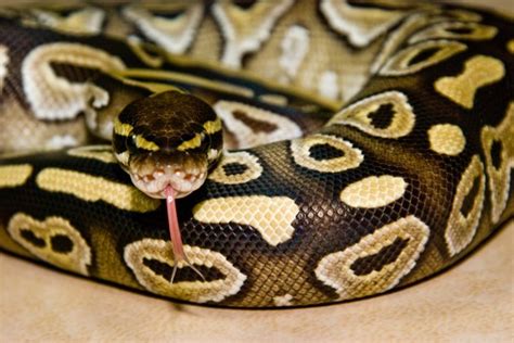 Common Health Issues in African Ball Pythons and How to Prevent Them