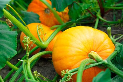 Common Obstacles and Troubleshooting Strategies for Cultivating Pumpkins