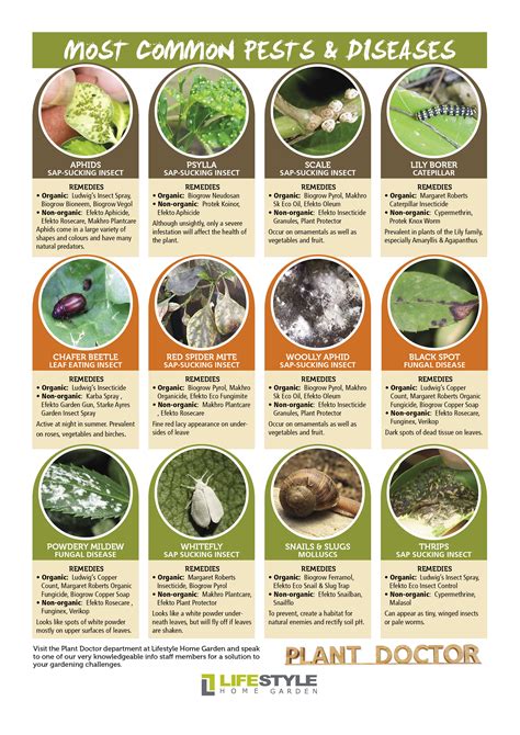 Common Pests and Diseases: Protecting Your Mint Plants