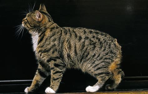 Common Scenarios Involving Cats without Tails