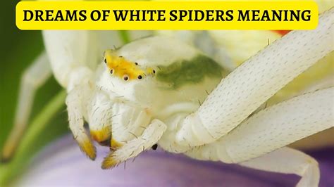 Common Scenarios Involving White Spiders: Interpretation and Symbolism Explained