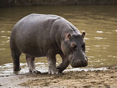 Common Scenarios Involving a Dark Hippopotamus