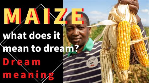 Common Scenarios and Situations When Dreaming of Buying Maize