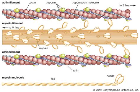 Common Scenarios and Themes Involving Large Hallux Keratin Structures in Dreams