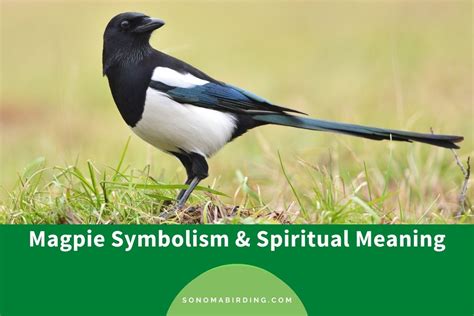 Common Symbolic Meanings of Dreams Involving Magpie Birds