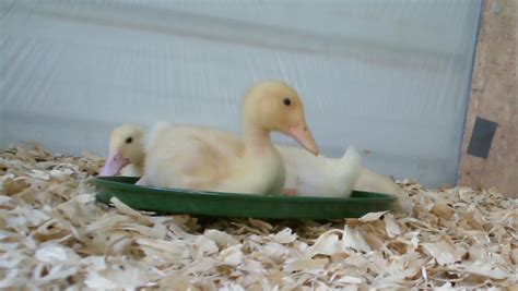 Common challenges and overcoming them when raising a young duck