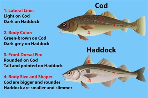 Comparing Popular White Fish: From Halibut to Cod