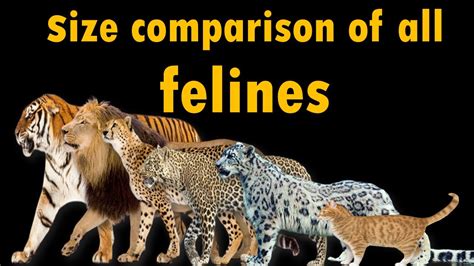 Comparison with Other Famous Felines