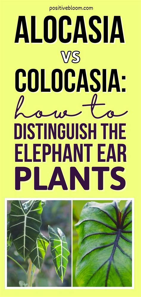 Complementary Companions: Understanding the Art of Pairing Alocasia Plants