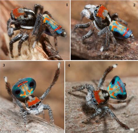 Complex Courtship Rituals: Mate Selection in Jumping Spider Communities