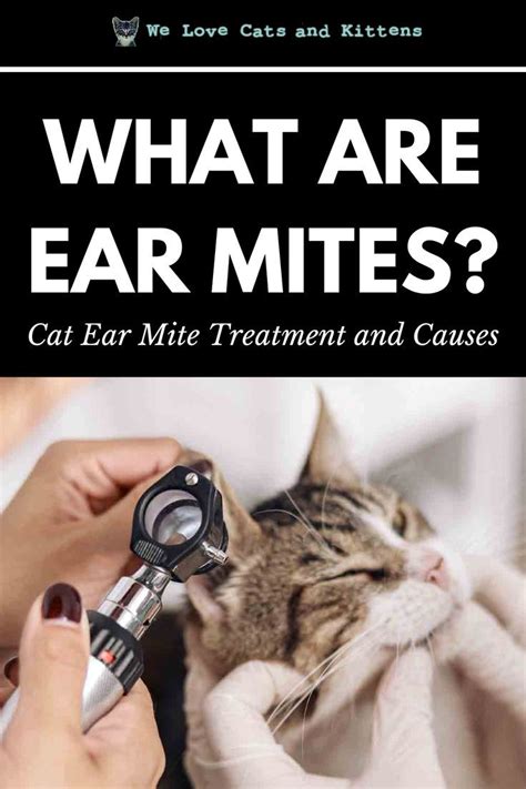 Complications of Untreated Ear Mites: When to Seek Medical Attention